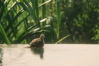 Bird Bathing in Tranquil Waters