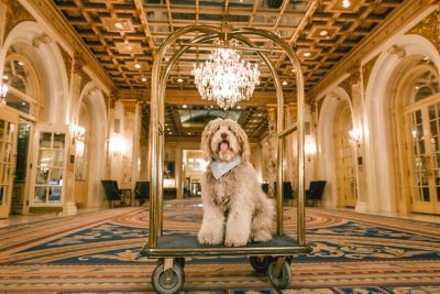 cão in hotel Fairmont Copley Plaza Boston