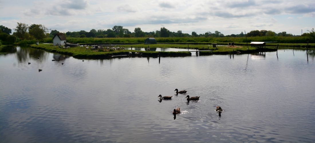 Ducks on Serene Waters of Regional Natural park Brière France