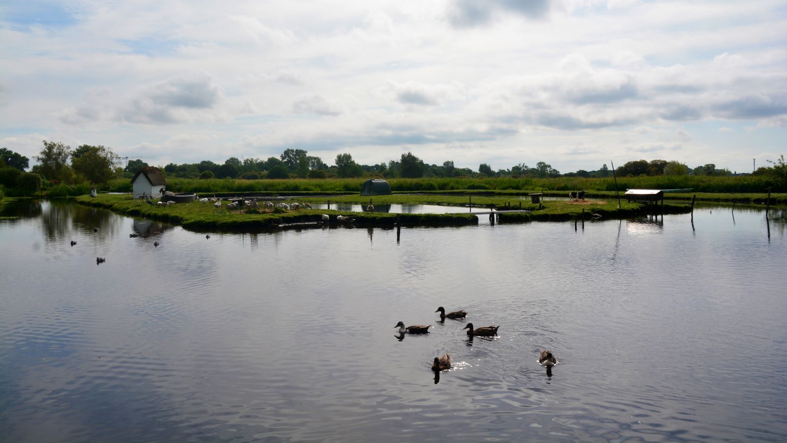 Ducks on Serene Waters of Regional Natural park Brière France