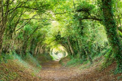 Tree-lined Halnaker Tunnel in the South Downs National Park in the summer