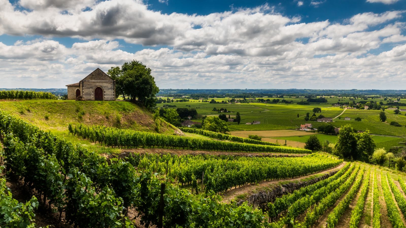 Vineyards at summer with Chapel. Bordeaux, France