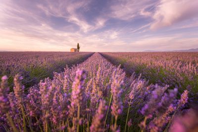 Champs de lavande en Provence au coucher du soleil