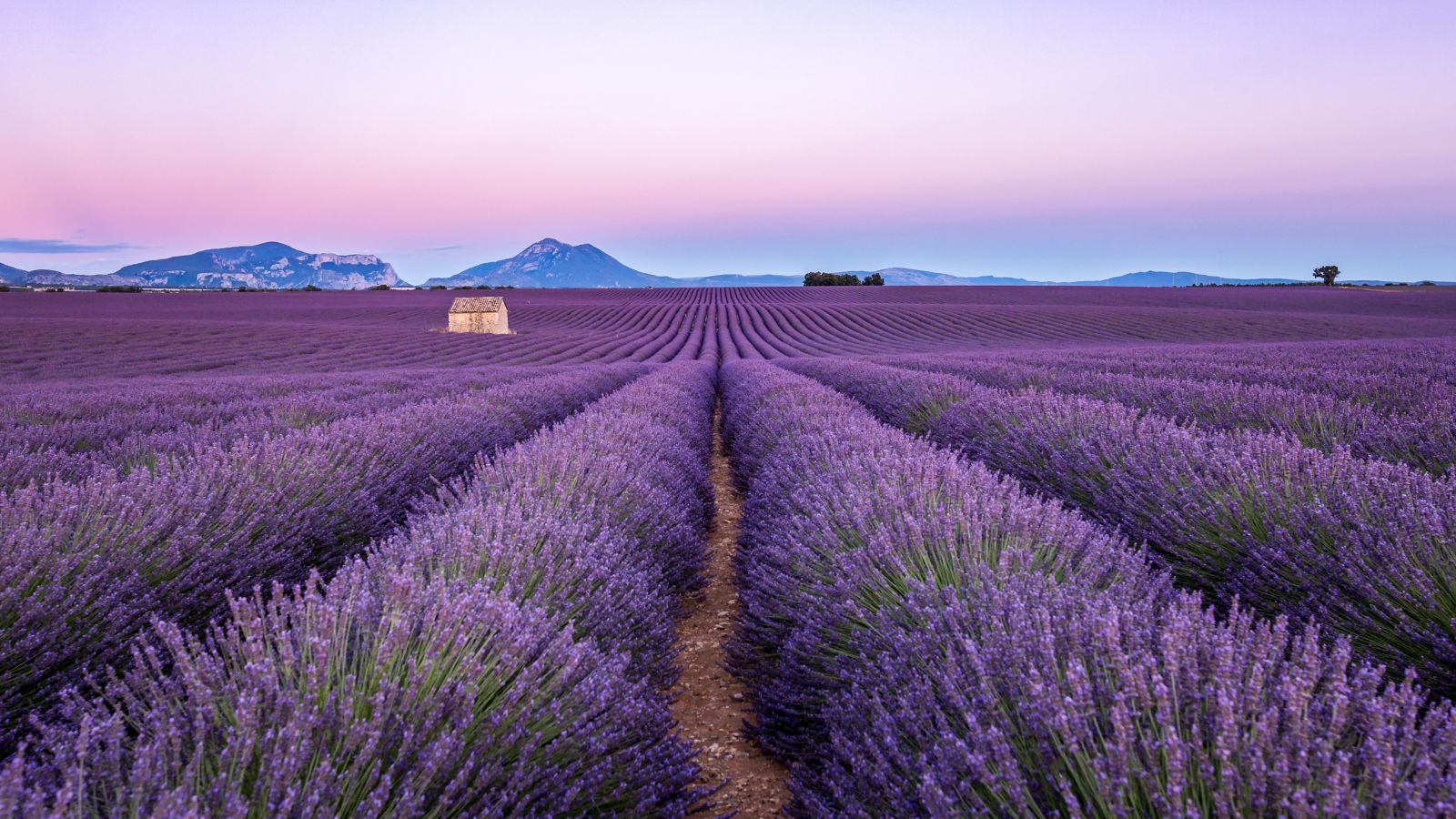 Sunset Serenity: Lavender Field in Provence