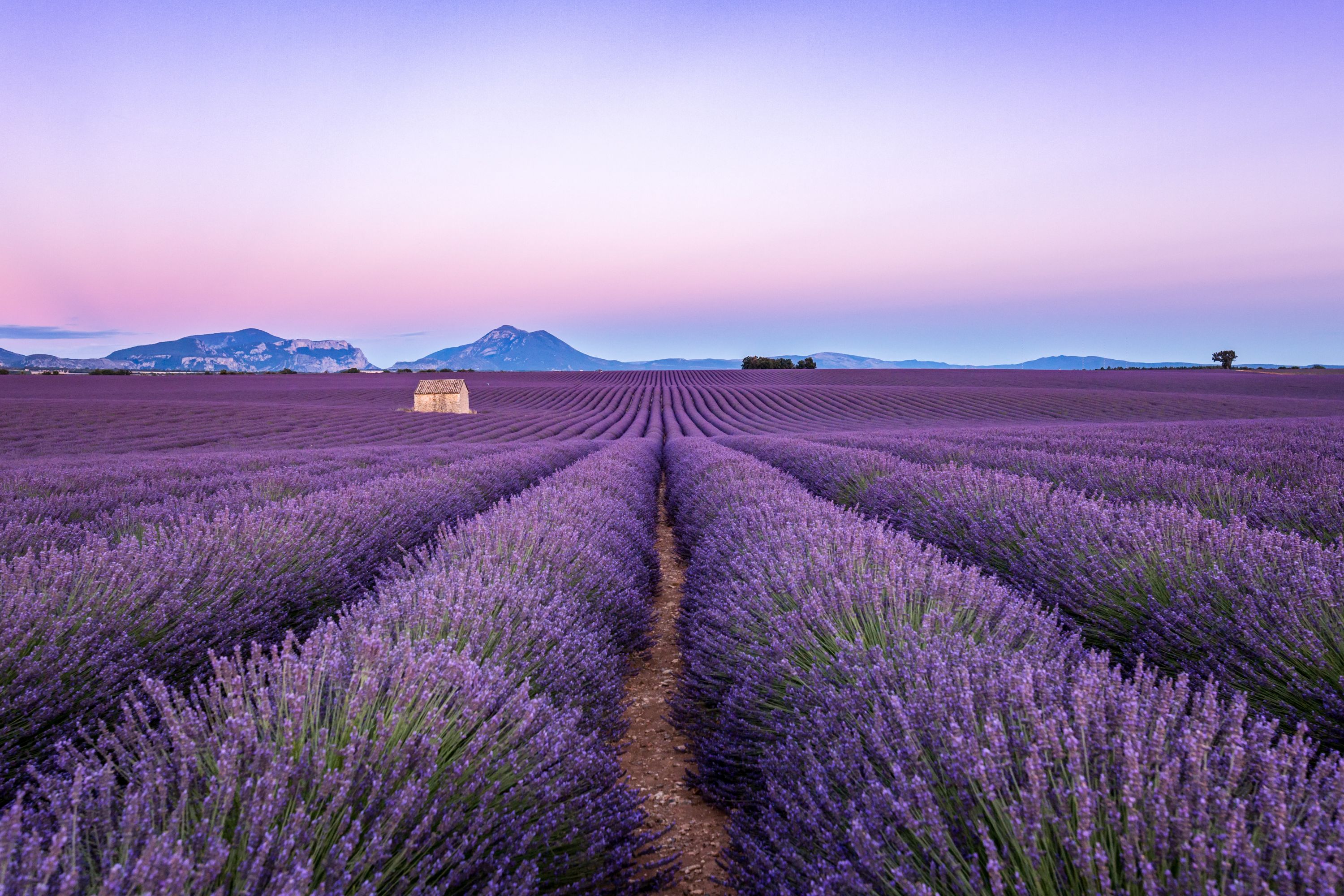 Sunset Serenity: Lavender Field in Provence