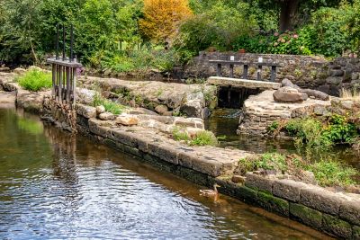 A forested riverbank with wildflowers and weathered stones in Finistère, Brittany