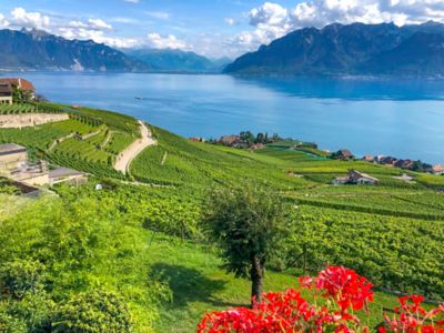 Die Weinberge von Lavaux am Ufer des Genfersees bei Montreux