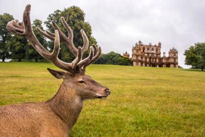 A deer on a green lawn in front of elegant Wollaton Hall in Wollaton Park, Nottingham
