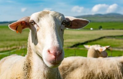 Une brebis dans un champ des collines des monts de Lacaune
