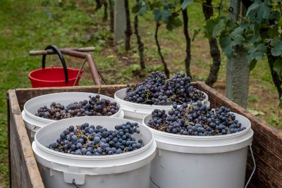 Just-harvested black grapes in a vineyard in Italy