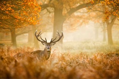 A buck in ancient woodland in Richmond Park, London, in autumn