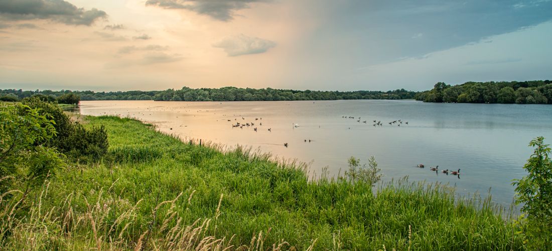 Sunset Serenity: Birds Congregate at Pitsford Reservoir