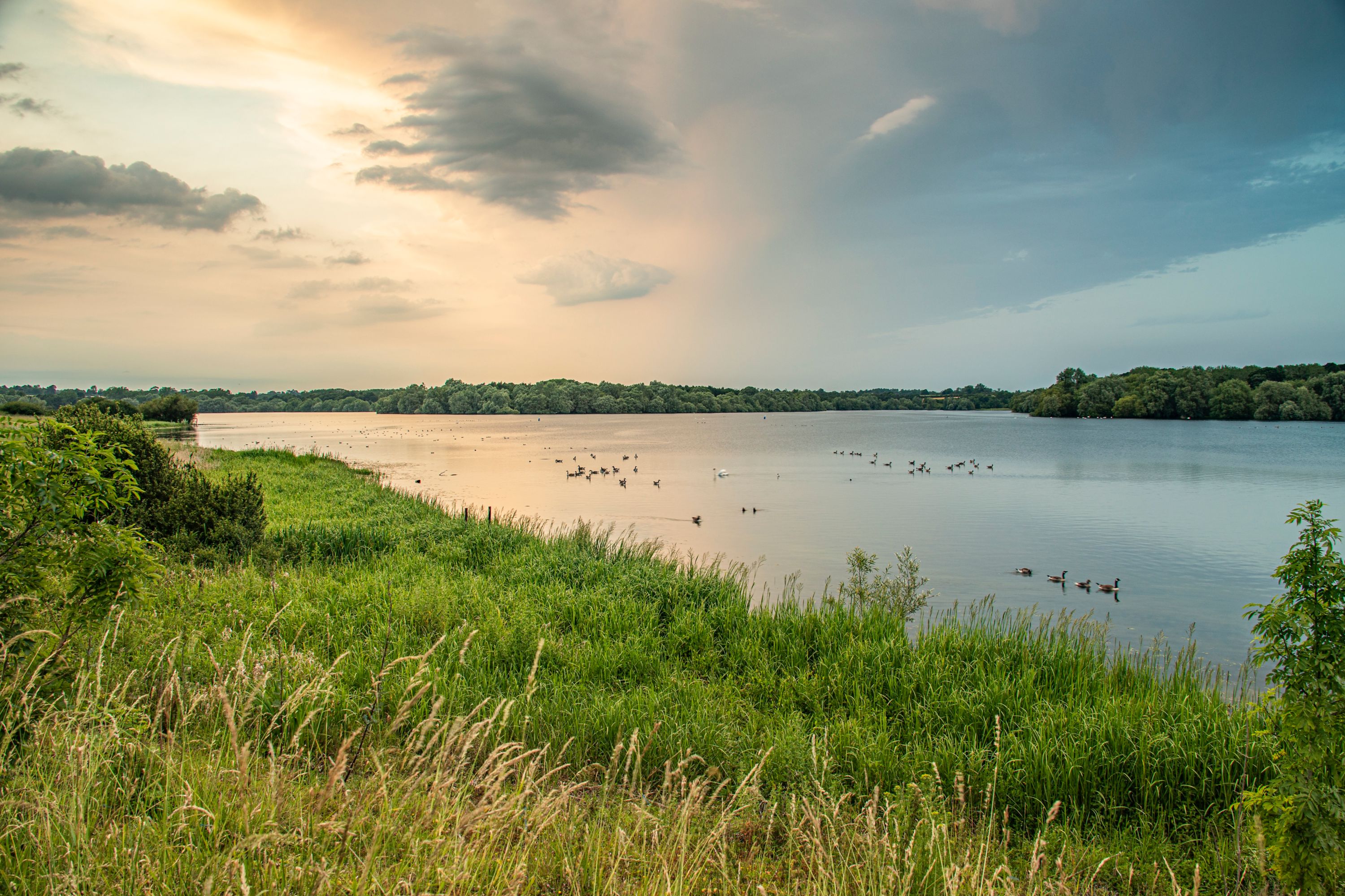 Sunset Serenity: Birds Congregate at Pitsford Reservoir