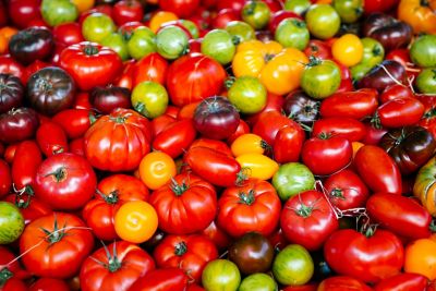 Juicy, colourful tomatoes in France