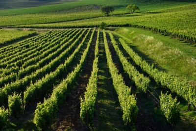Vignoble à Gaillac dans le Tarn