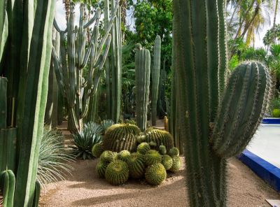 A cactus garden in Marrakech, Morocco