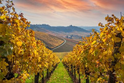 Herbstliche Weinberge zwischen Kappelberg und Rotenberg in Stuttgart mit Blick durch Rebenreihen