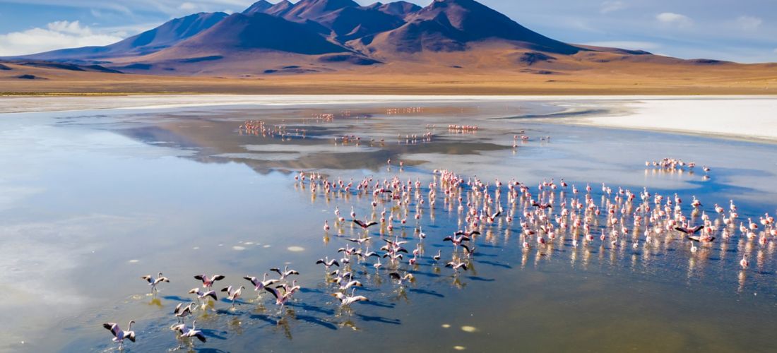 Flamingos at Sunrise, Laguna de Canapa, Bolivia