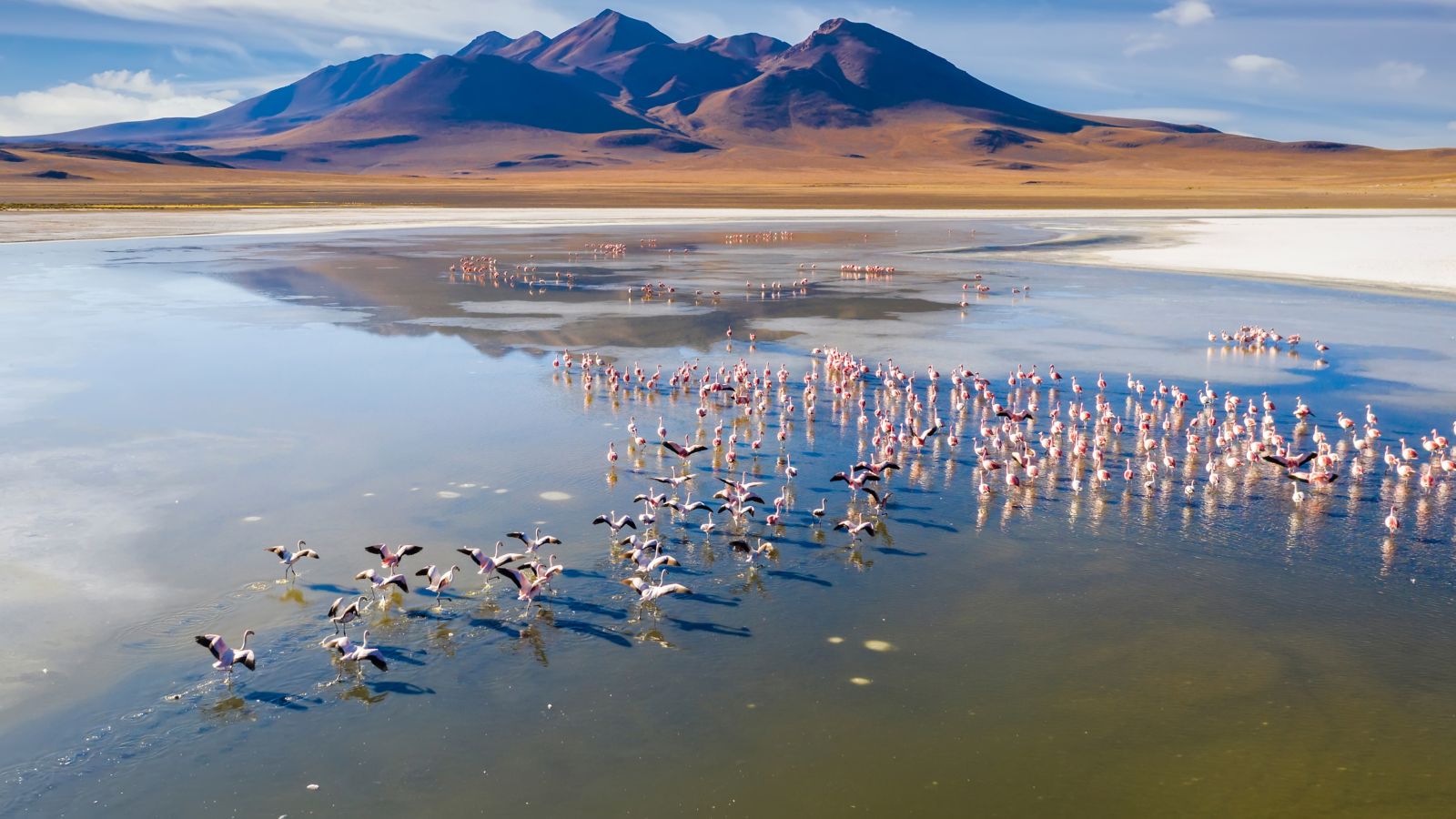 Flamingos at Sunrise, Laguna de Canapa, Bolivia