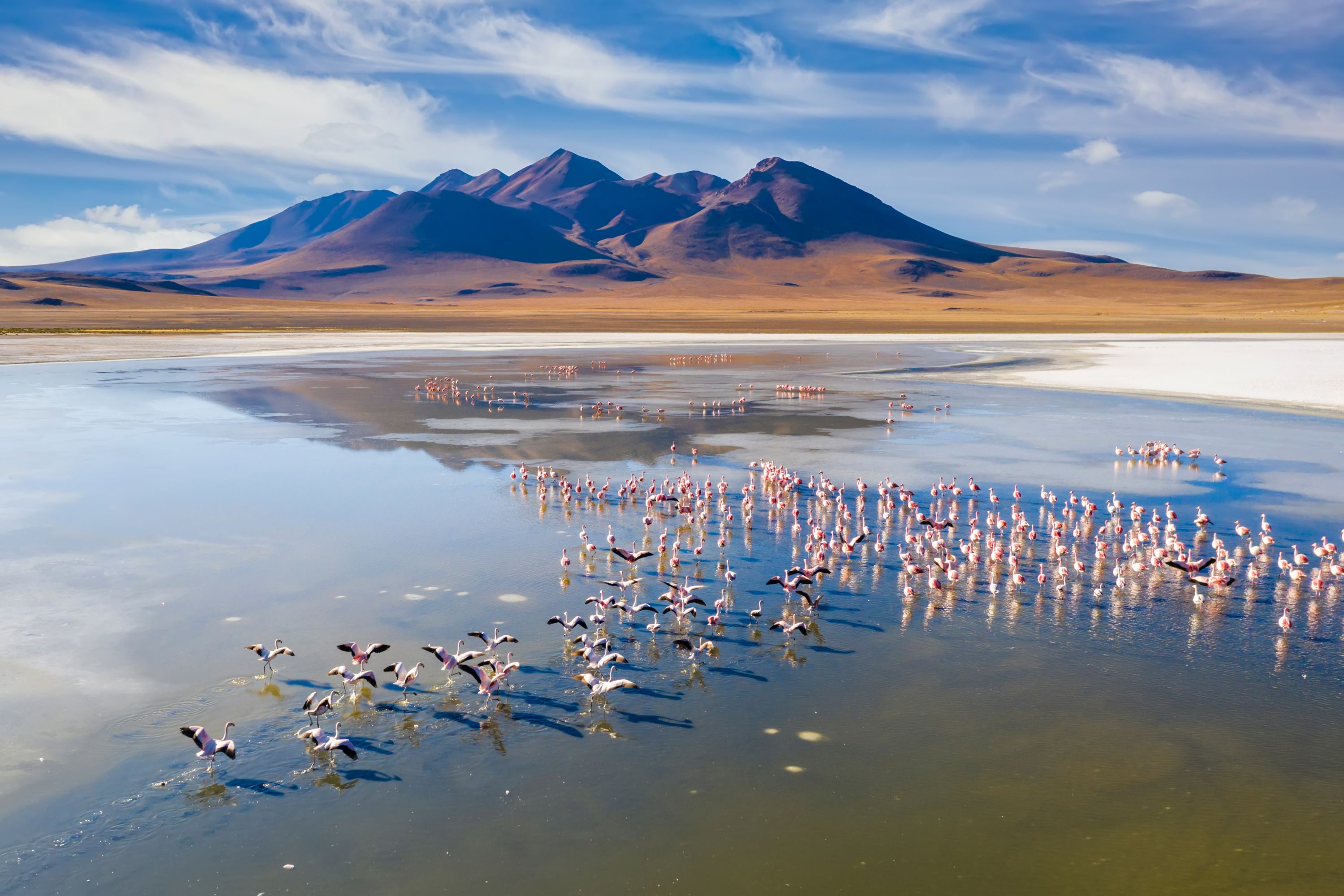 Flamingos at Sunrise, Laguna de Canapa, Bolivia