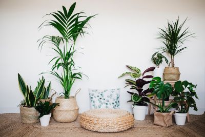 Espace cosy conçu pour favoriser le bien-être grâce au design sensoriel, avec des plantes, des coussins confortables et un tapis en jonc naturel