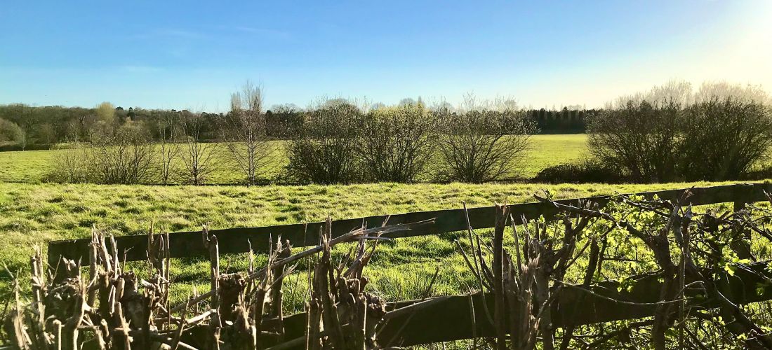 Spring Path in Englefiled Green