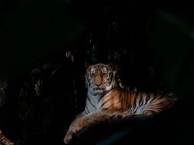 Bengalischer Tiger liegt nachts auf einem Felsen, umgeben von Dunkelheit
