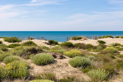 Dunes et végétation sur la plage du Petit Travers à Carnon