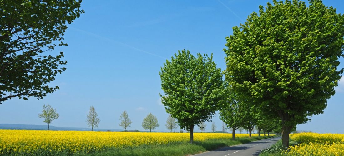 Country Road Amidst Rapeseed Fields in Pontoise, France