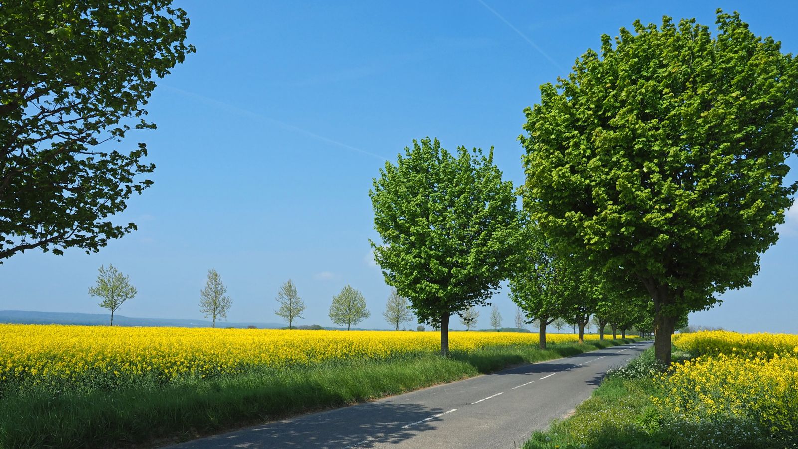 Country Road Amidst Rapeseed Fields in Pontoise, France