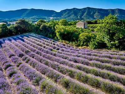 A striking lavender field and a small stone house in the Drôme Provençale, France