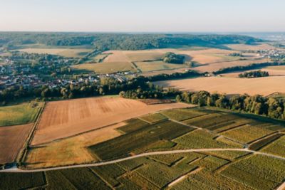 Panorama aérien des vignobles de Champagne sous la lumière dorée de fin de journée