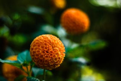 Delicada flor naranja en forma de bola en el Jardín Botánico de Madrid