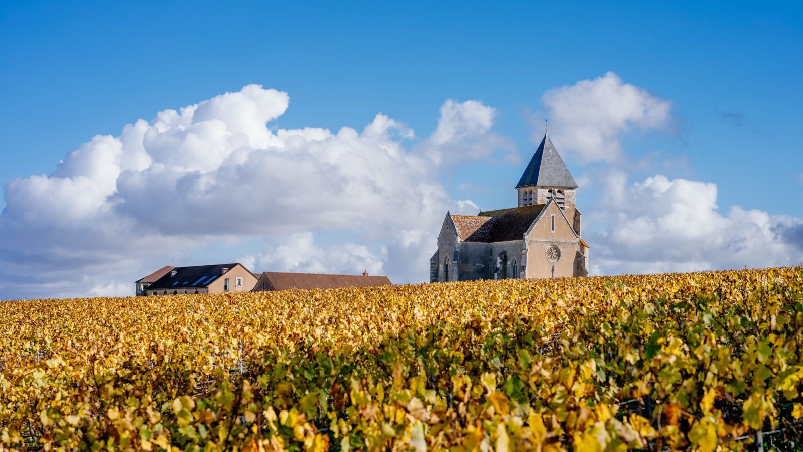 Autumn in Burgundy: Church Amidst Golden Vineyards