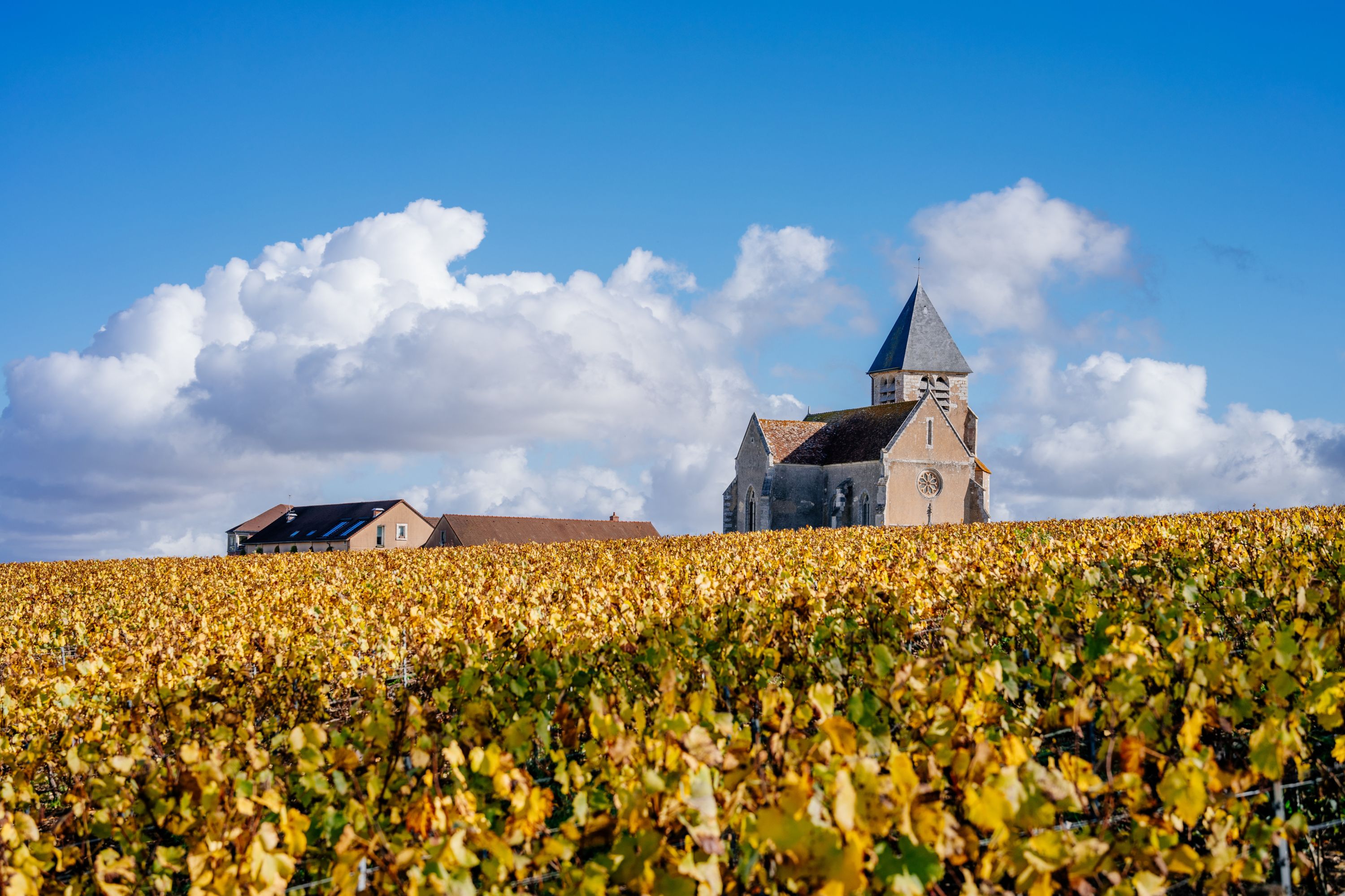 Autumn in Burgundy: Church Amidst Golden Vineyards