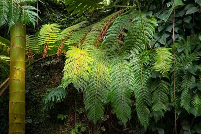 Tronco de bambú y hojas de una planta tropical en un invernadero del jardín botánico de Madrid
