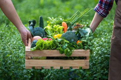 Farmers carrying a wooden crate of just-harvested vegetables