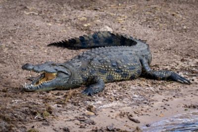 A Nile crocodile lying on a rocky beach