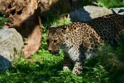 Schneeleopard schleicht durch sein Gehege im Allwetterzoo Münster