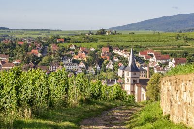 Sentier en terre qui serpente entre les vignes pour rejoindre le village de Barr en Alsace