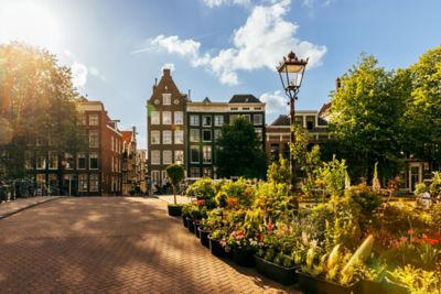 Pots de fleurs et de plantes disposés sur un pont amsterdamois, inondés par la lumière du soleil