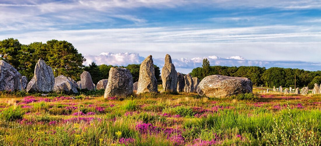 Flowering heath, stone circle, stone row, menhirs near Carnac, megalithic culture, Brittany, France
