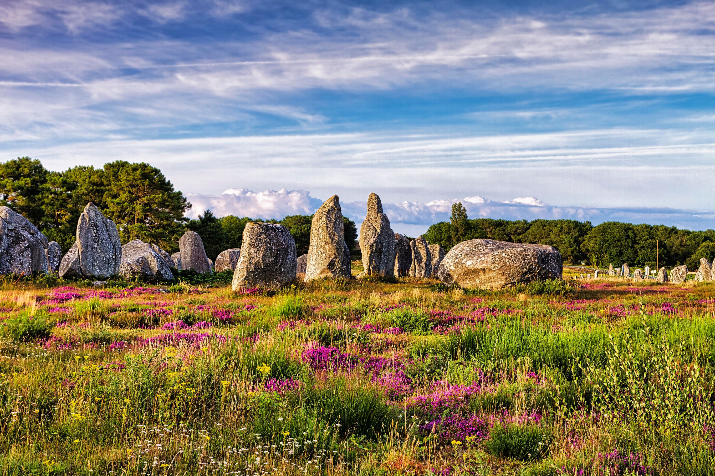 Flowering heath, stone circle, stone row, menhirs near Carnac, megalithic culture, Brittany, France