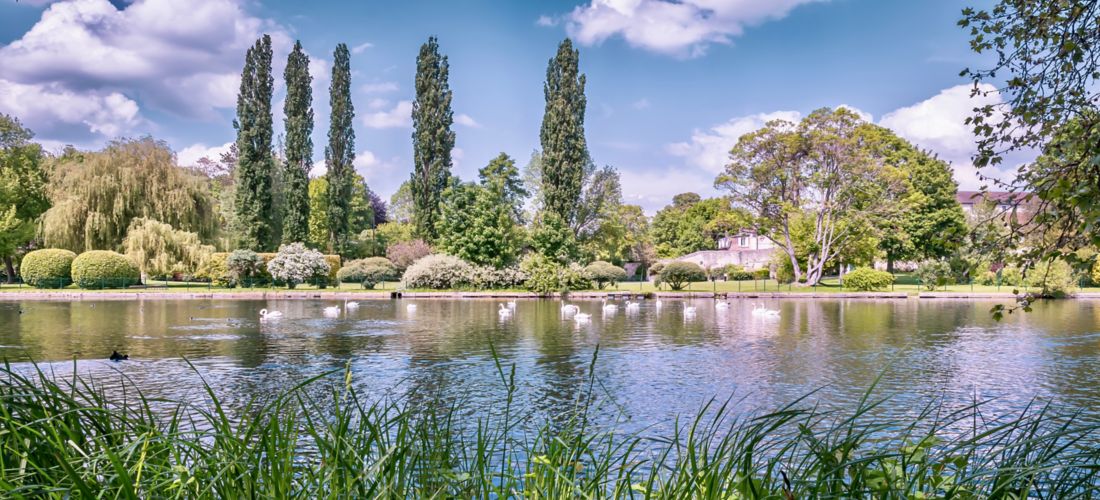 Swans on the Canal: Gardens of the Château de Chantilly