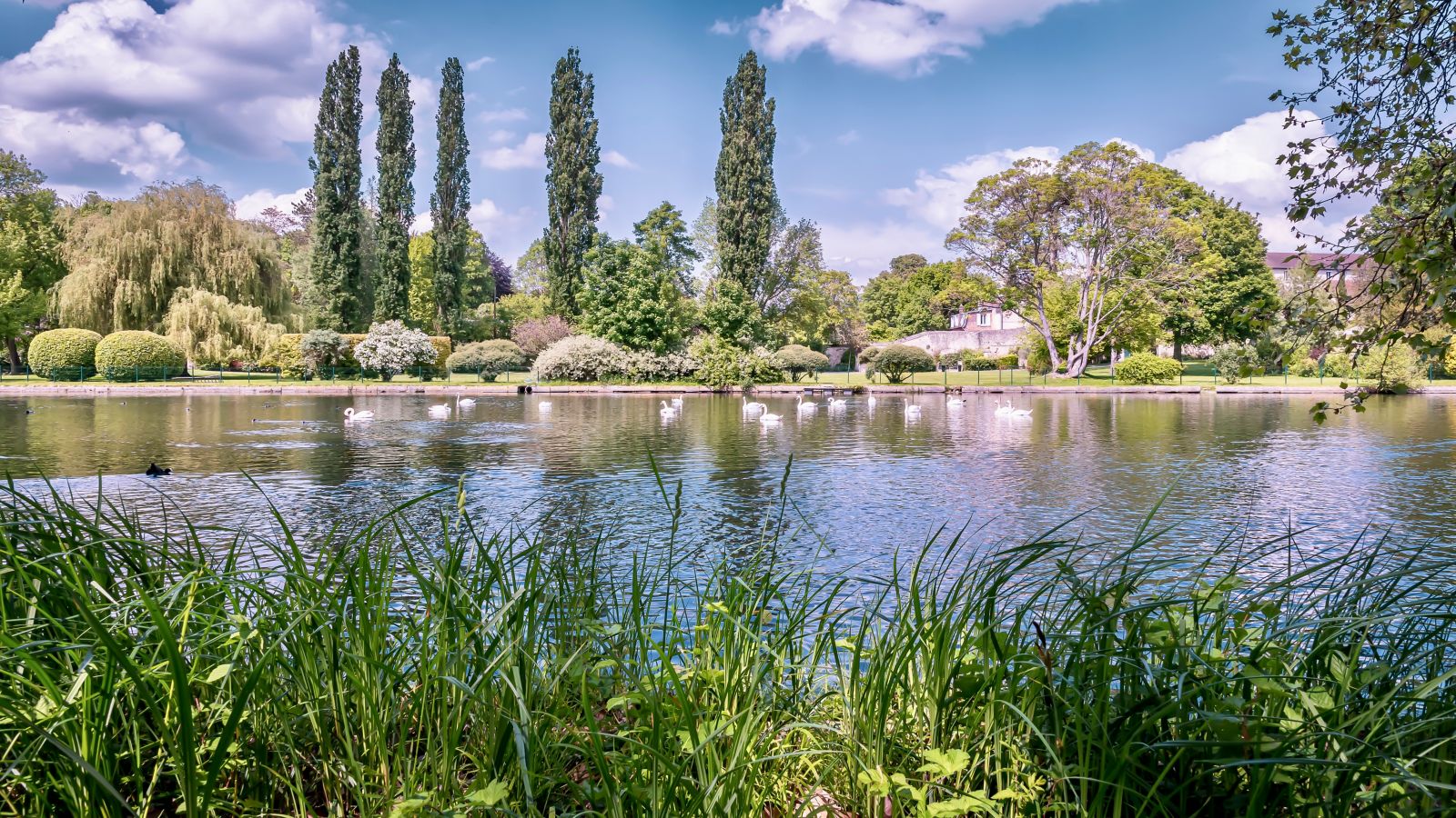 Swans on the Canal: Gardens of the Château de Chantilly
