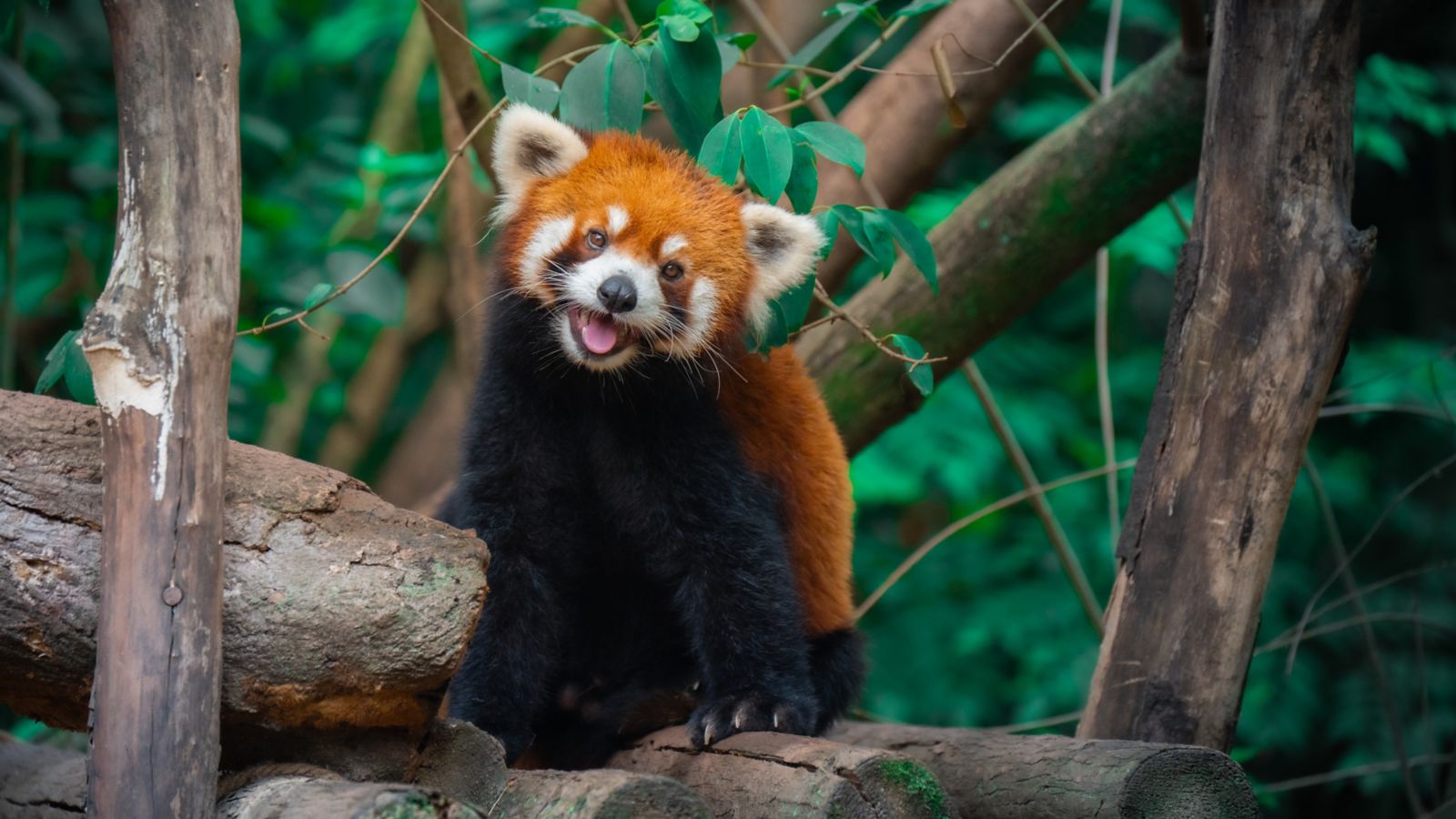 Edinburgh/fringe/festival