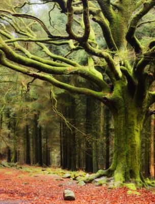 A mossy beech tree in mystical Brocéliande Forest near Rennes, France