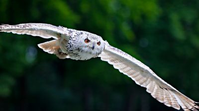 Fliegende Schneeeule im Wildpark Poing bei München