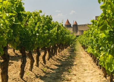 Lush vineyards in view of Carcassonne castle's fairytale turrets