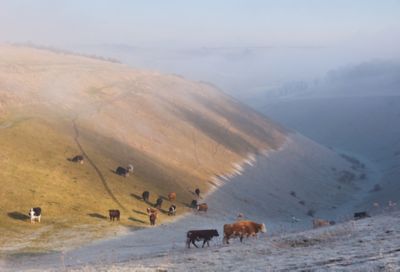 Misty Devil's Dyke valley in the South Downs National Park partly covered in frost with grazing cows